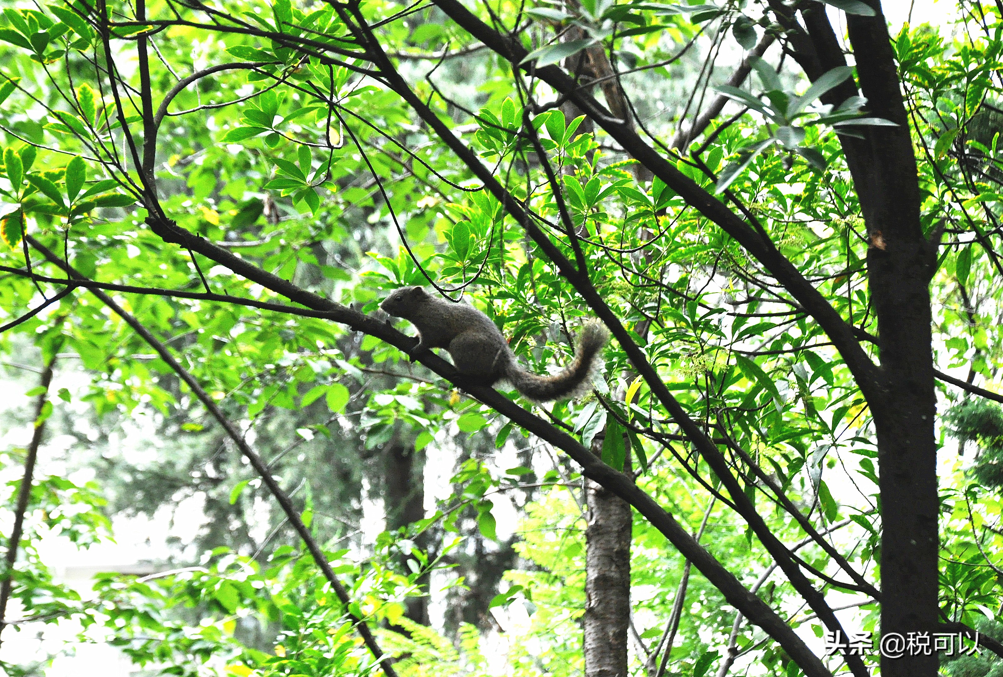 云南师范大学，和80年前的西南联大，到底啥关系？