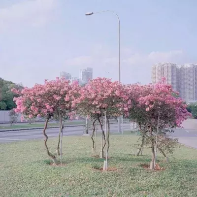小短句 | 愿你静心忍耐，终见花开