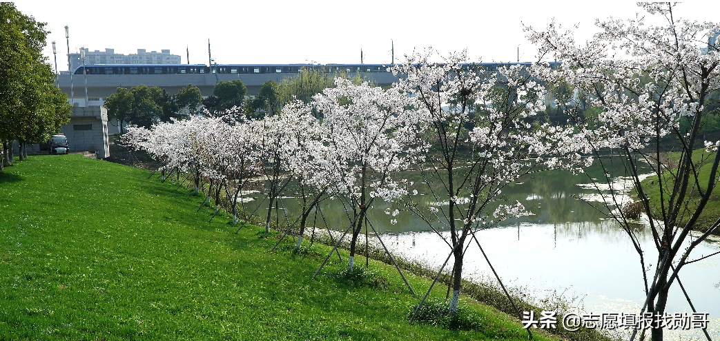 深度分析：本科麻醉学毕业生，为什么一直供不应求？