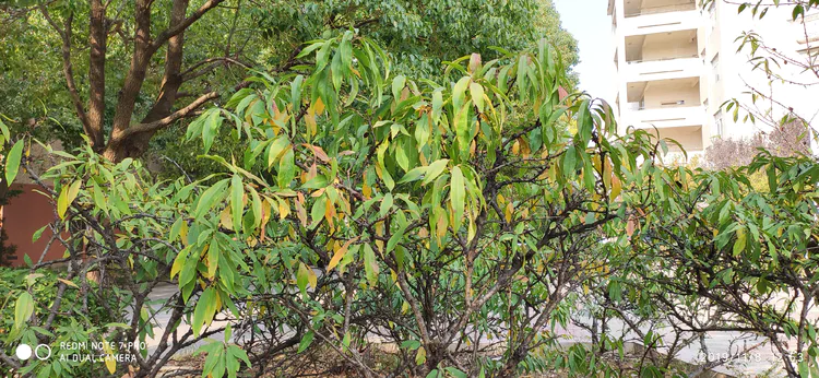 陪你一起看湖北省广水一中①——走进植物王国