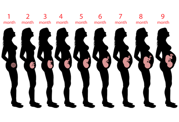 怀孕38周胎儿大小（怀孕37-40周胎儿发育情况）