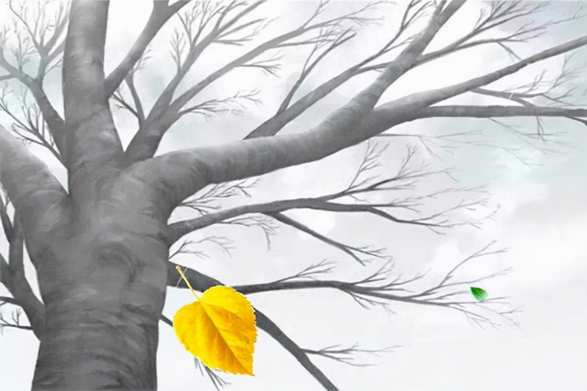 最后一片叶子读后感(人性的真善美画出了一生最好的杰作)