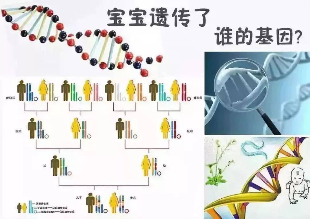 婴儿的眼睛（婴儿界中的）