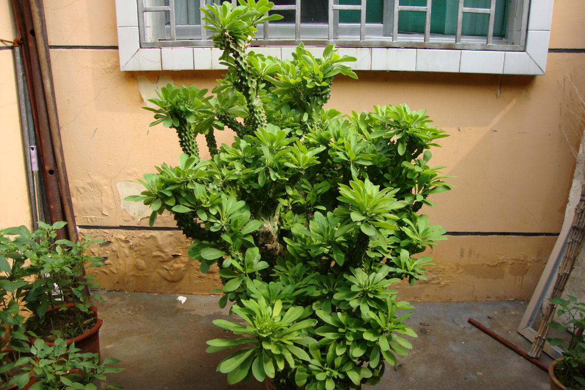 洋槐花有毒嗎,洋槐花有毒嗎能吃嗎