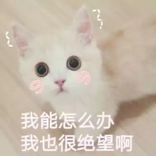 欧冠猫粮跟now哪个好(什么？你还没看这篇幼猫粮推荐？)