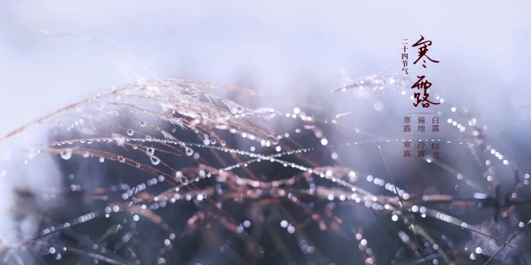 10首最美寒露诗词，秋意浓，相思长，愿君无恙