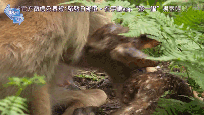 奈良小鹿一年伤了209人！8人骨折！原来鹿有这个反应是攻击的意思