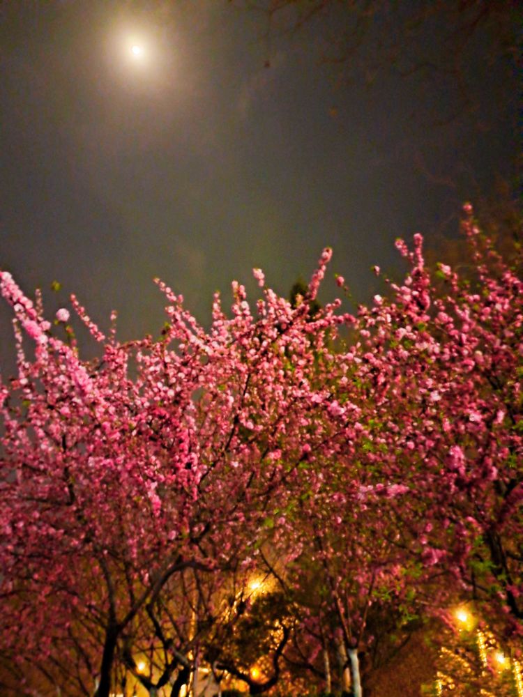 樱花夜景唯美句子图片