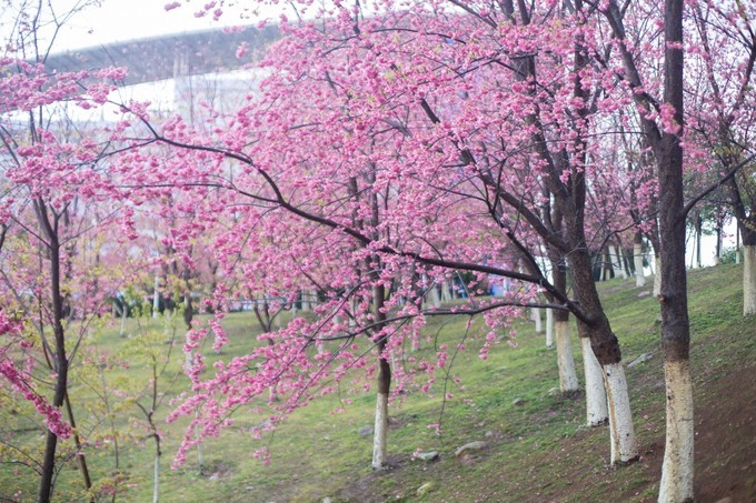 下关风吹上关花，洱海月印苍山雪——从洱海边醒来