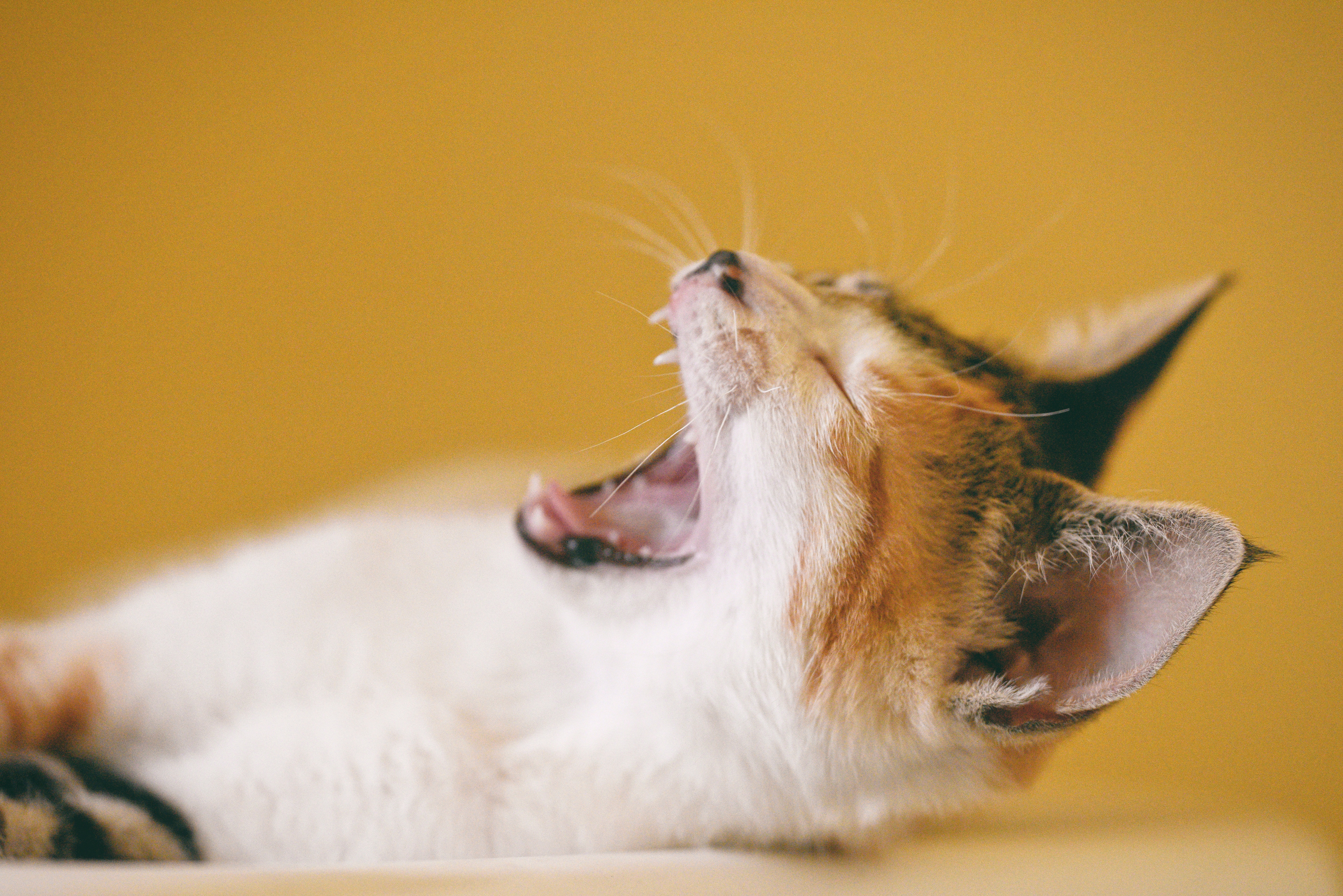 猫咪呕吐是怎么回事，猫咪呕吐的2大原因？