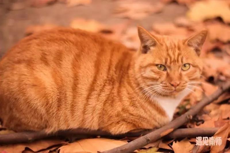 坐标南京，偶像剧拍摄打卡地！2019高考志愿填报，向这所
