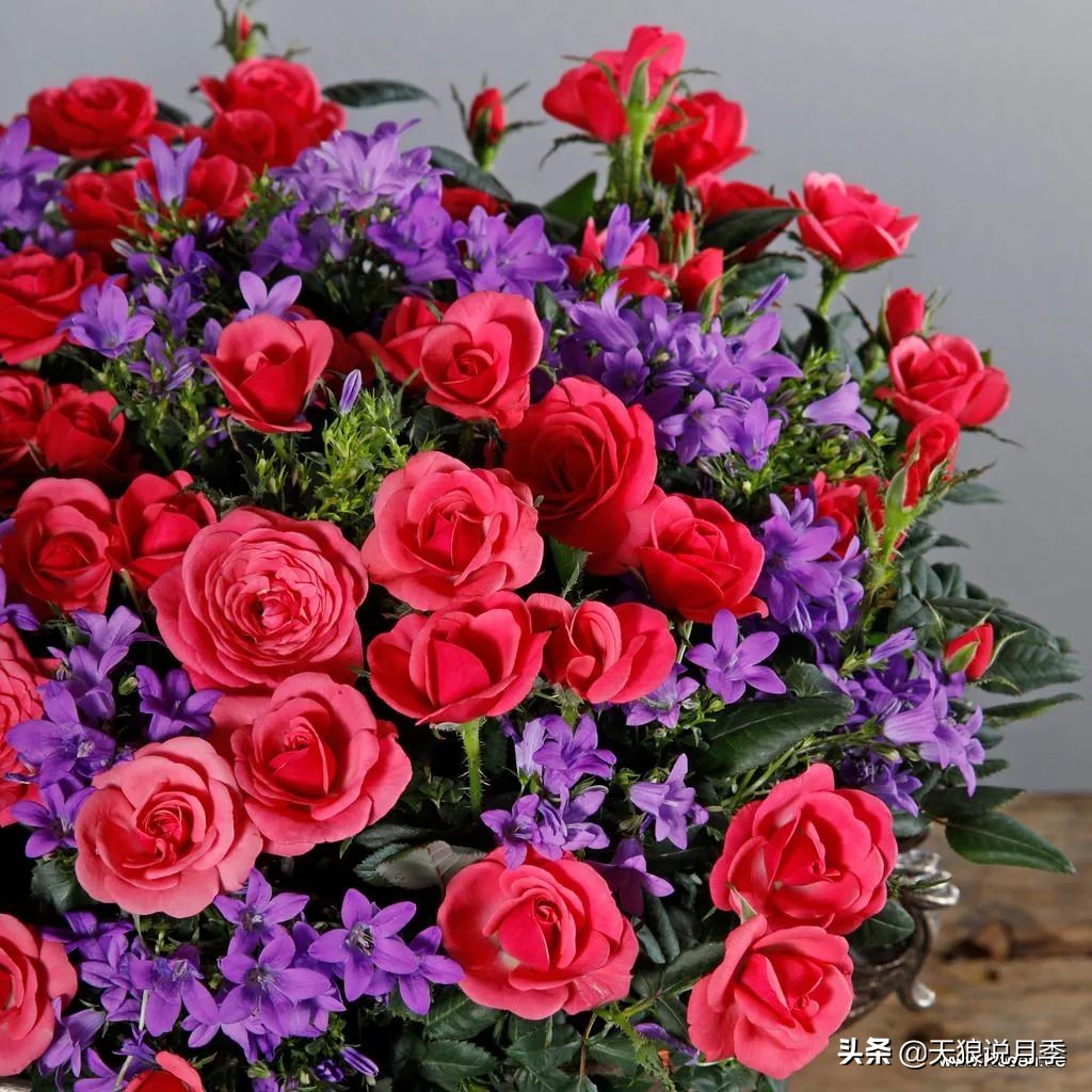 2020世界新品月季大赏，一起来看看都有哪些值得期待的新品种