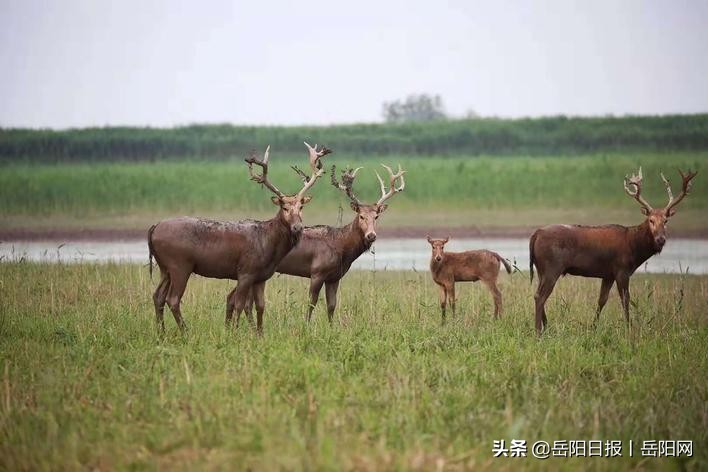 “五湖”之中独占一席！岳阳西南有一湖，与洞庭相望，与洞庭相隔...