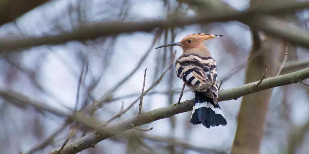 北京这个学校很“火”！坐拥3大花园、果园、动物园，集美貌与知识于一体！