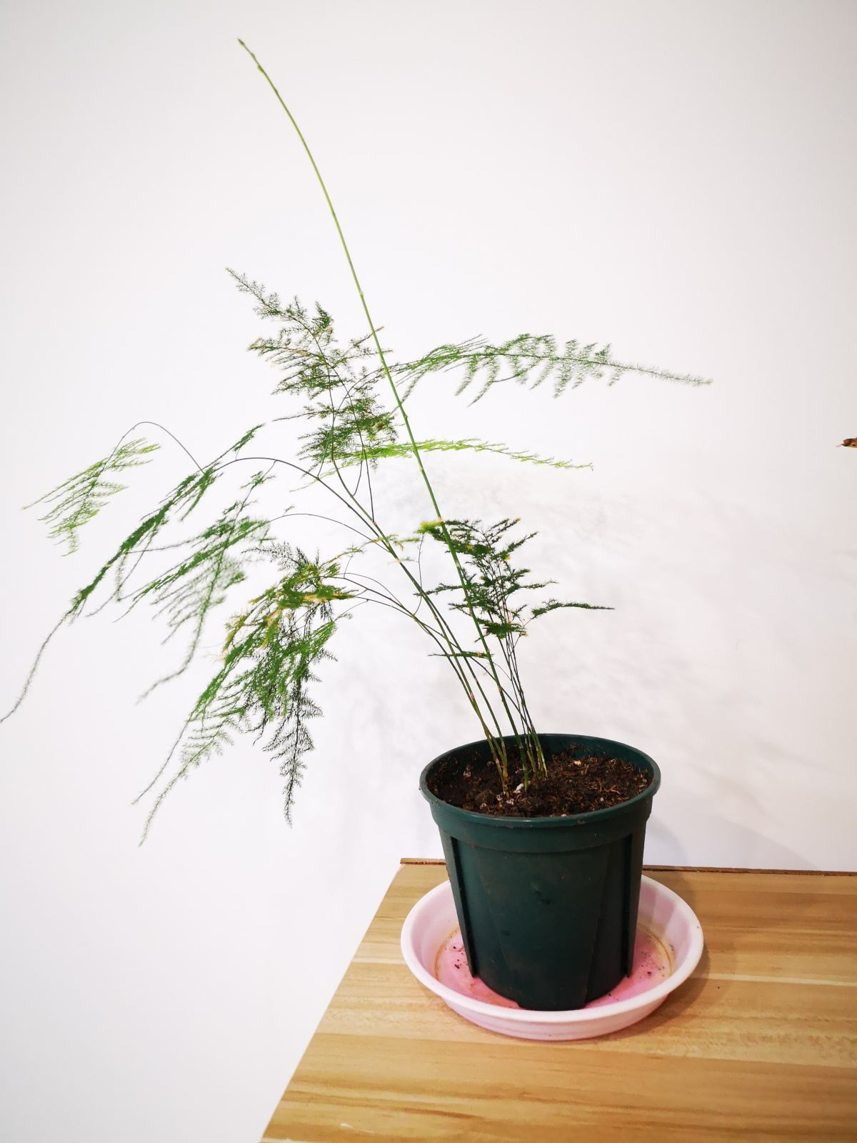 海棠文学文包(海棠文学城进不了)-我的快乐小窝