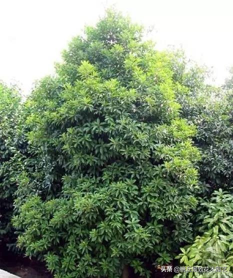 常绿乔木有哪些（70多种常用常绿乔木图例宝典）