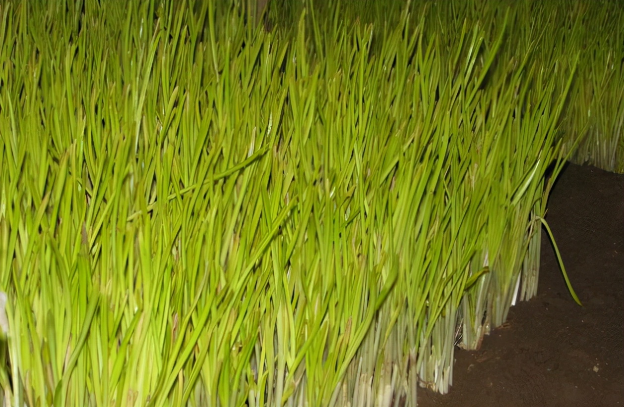 韭菜的兄弟韭黄,生长不能见光,古时是贡菜,被誉为"菜中黄金"