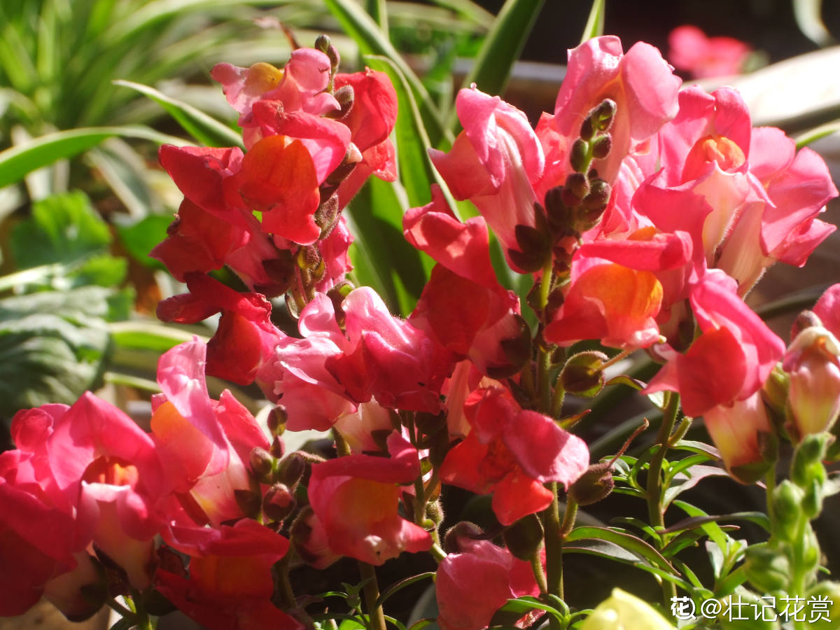 短日照植物有哪些(9种花光照时间越短越容易爆盆)