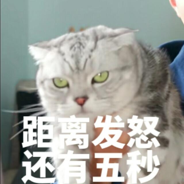 蒂姆嘟嘟tim猫品种(今天的猫猫也是元气满满呢)