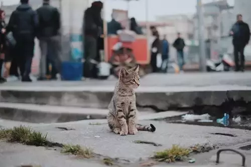 玄学找猫的“剪刀大法”“野猫帮忙法”你知道多少？