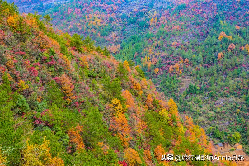 重庆巫山正是漫山红叶正艳时，这条赏秋小众线路，绝不能错过