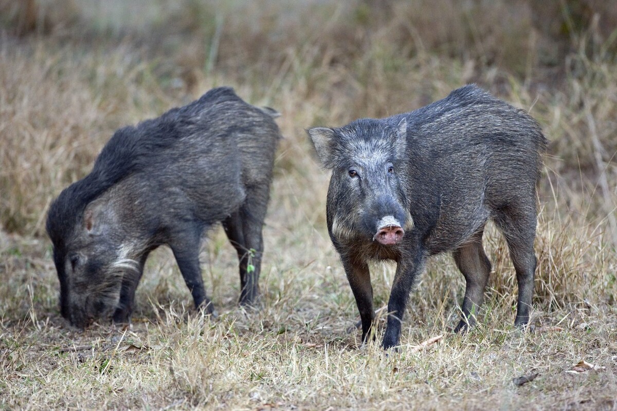 老猎人利用野猪好色的特点巧设“美猪计”，不猎而获一群野猪