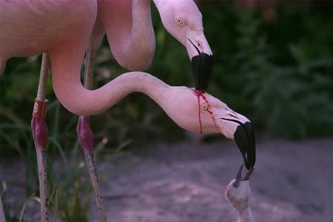 火烈鸟不是用"血"喂食幼崽,但它们"不红"真难找到对象