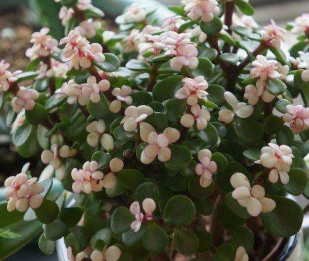 金枝玉叶怎么养才开花(金枝玉叶开花养护技巧)