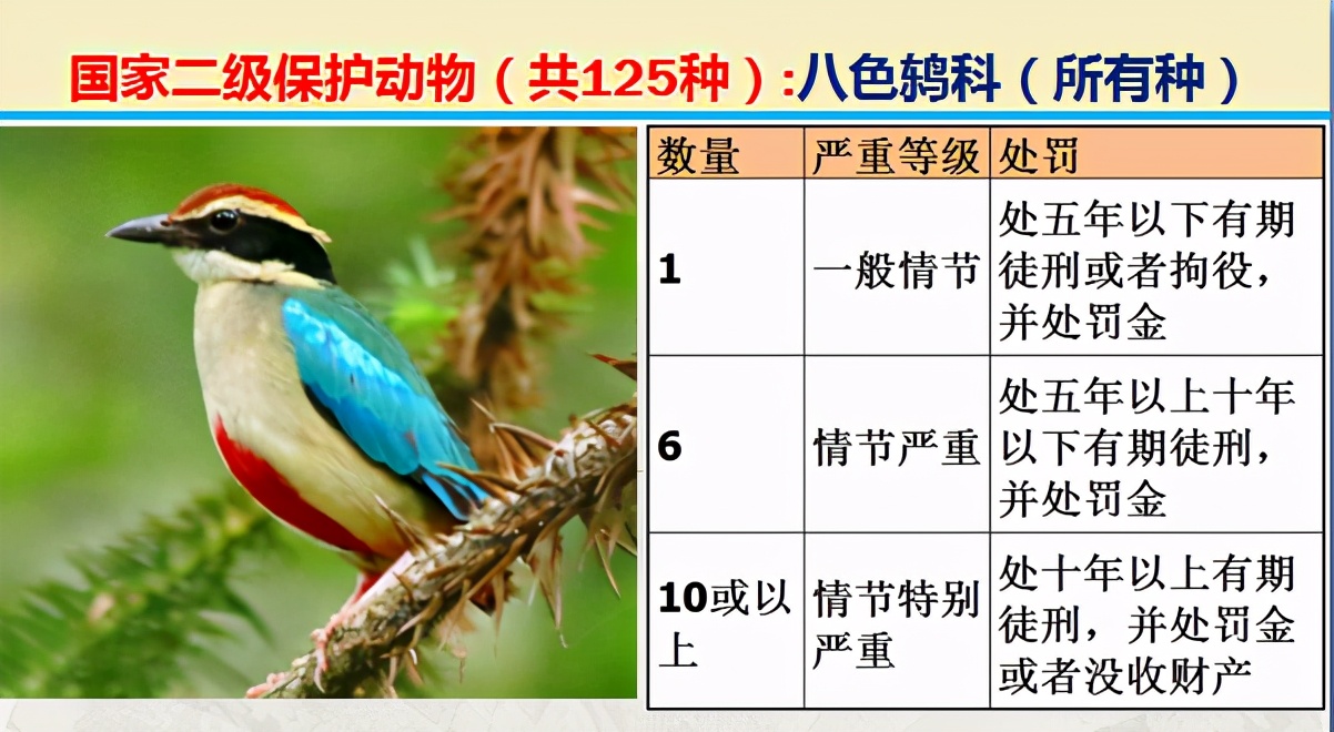 国家保护动物分几个等级（125类二级野生保护名录）