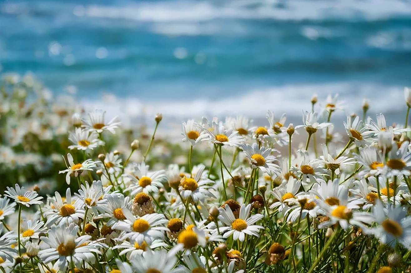 最喜欢的香草盆栽,洋甘菊搭配鼠尾草
