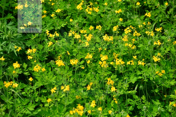 地黄连,见过吗?清热解毒,止痛.用于胃炎,胃溃疡,腹痛,肠炎