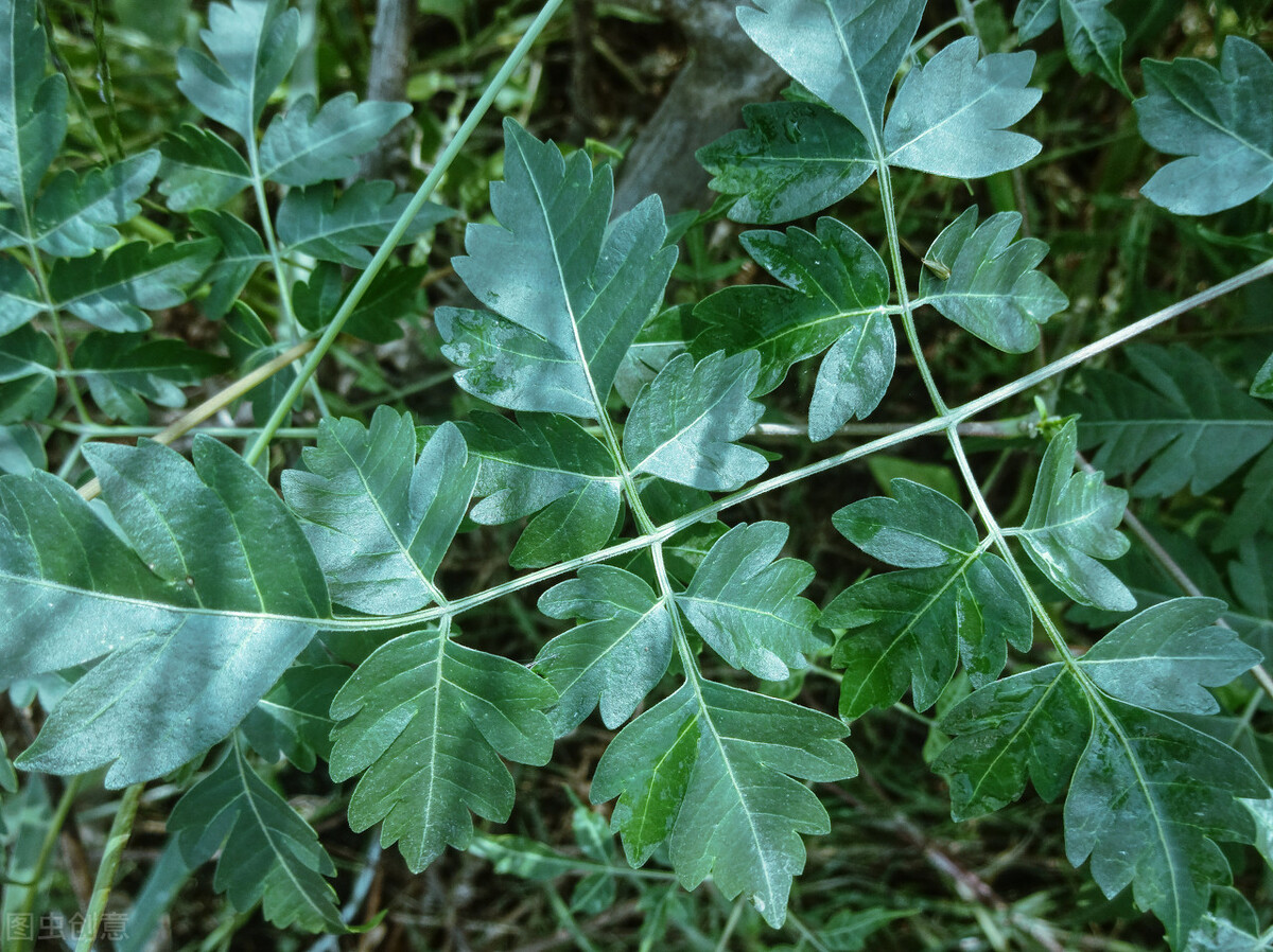 苦楝树的寓意(五句老话闲叙楝树没落5缘由)