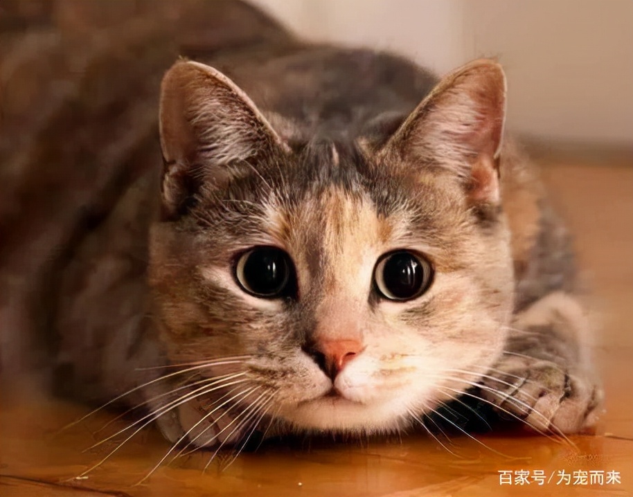 萌系00后心头好：圆眼软垫式小猫外貌大赏