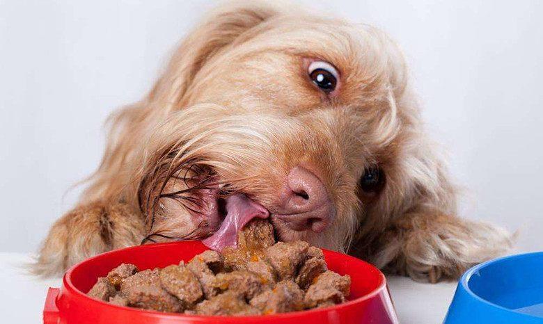 狗狗过得"滋润",往往是这个样子的