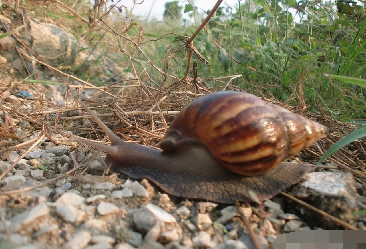 加纳非洲大蜗牛吃法(非洲大蜗牛足有2斤重，入侵我国多年，中国吃货为何不将它们消灭)