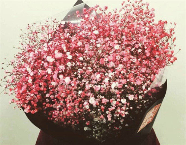 求原谅送什么花好（分享8种鲜花为爱谅解）