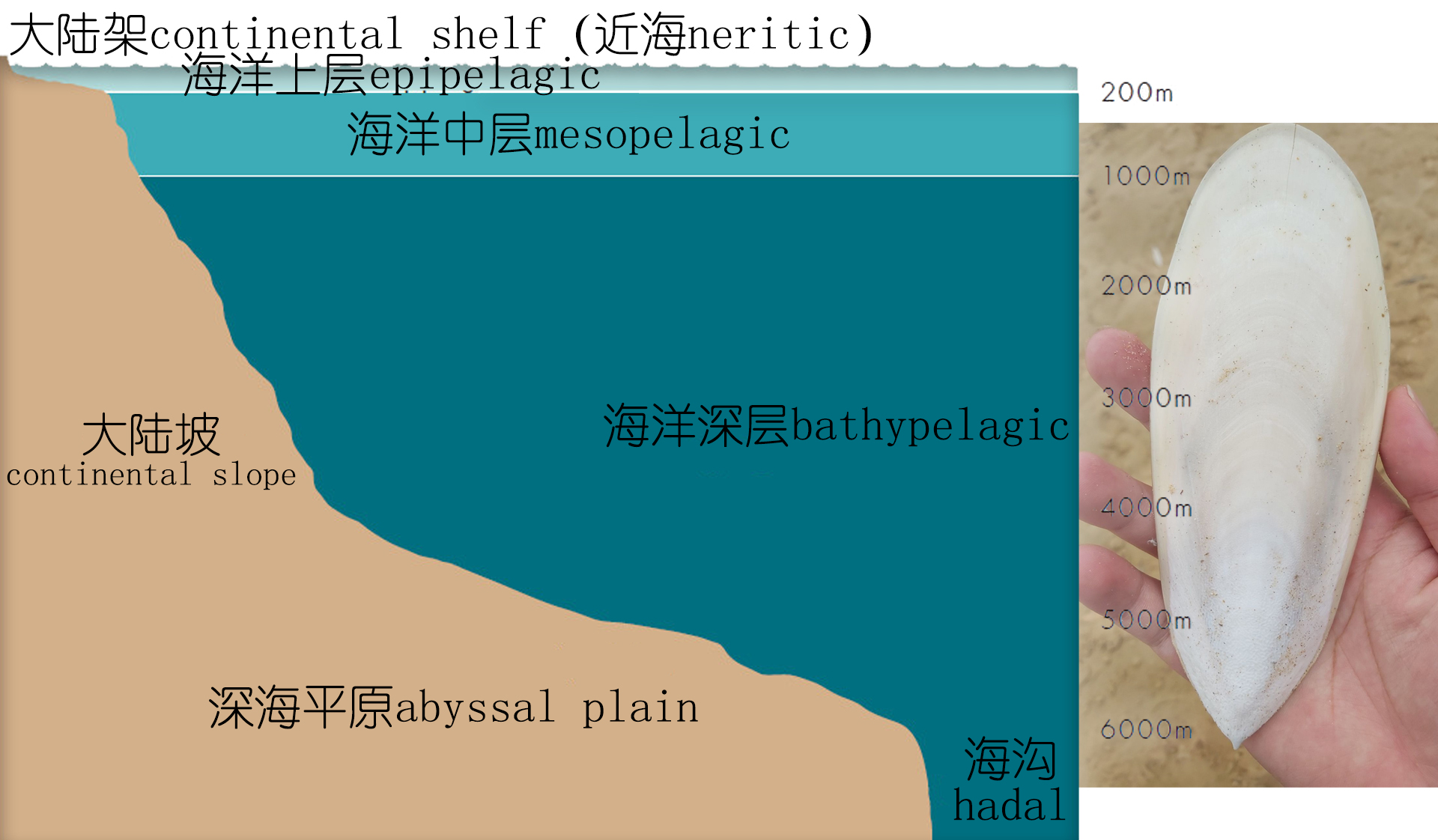 解析海鮮｜明明白白吃肉！墨魚與魷魚到底有什么不同？(下)