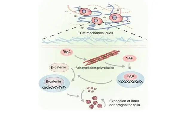复旦大学医学神经生物学国家重点实验室2020年科研成果汇编