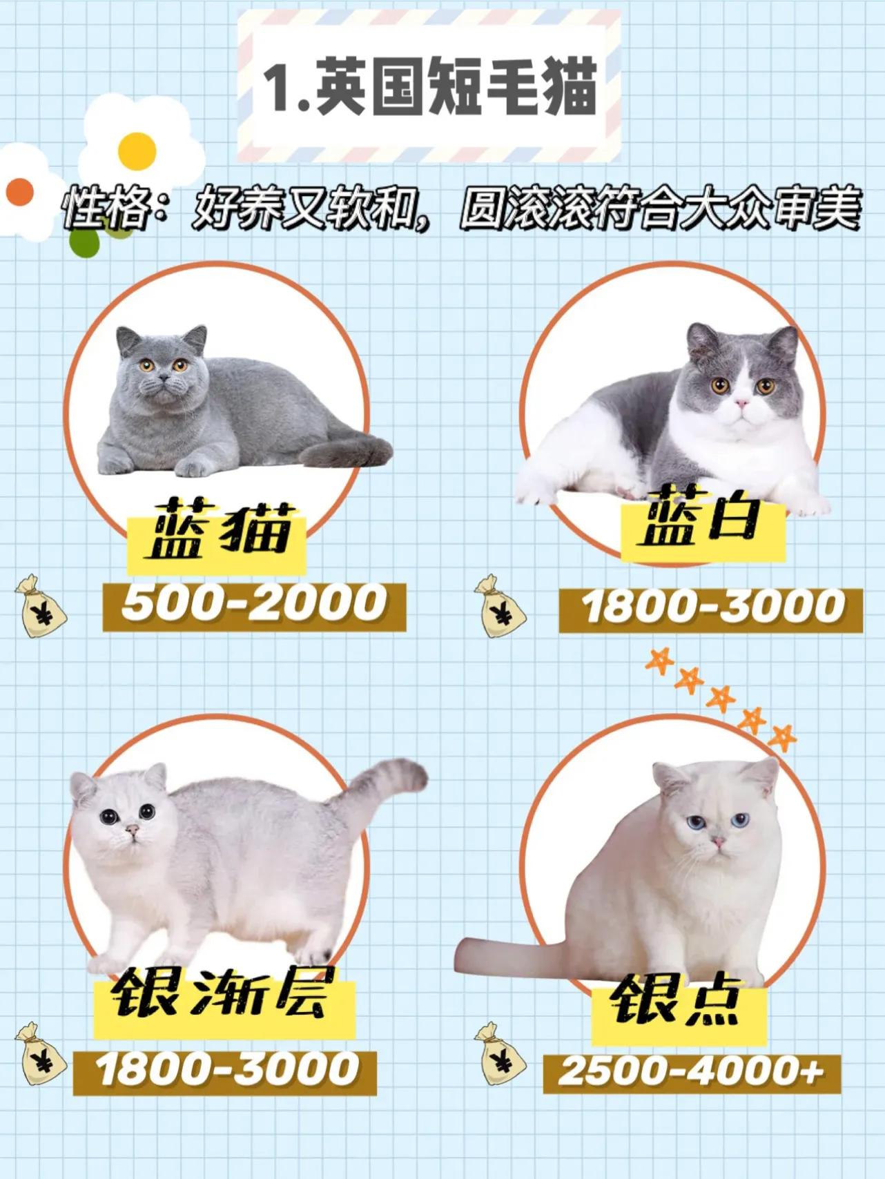 虎斑貓價格,寵物虎斑貓價格