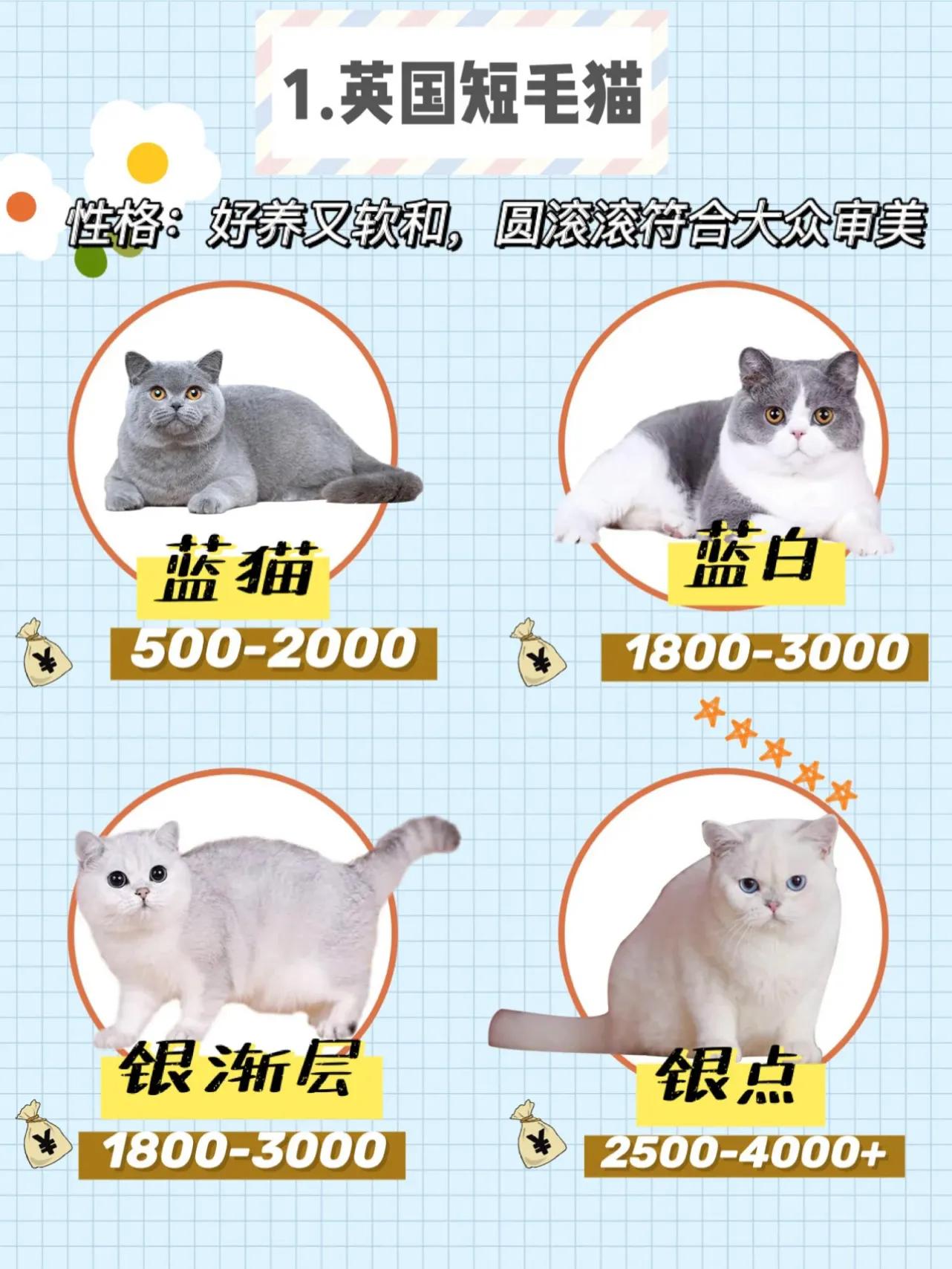 虎斑猫价格,宠物虎斑猫价格