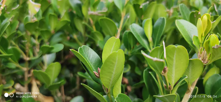 陪你一起看湖北省广水一中①——走进植物王国