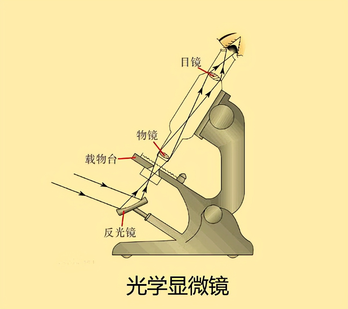 显微镜成像特点（显微镜成像特点和物像移动规律）-第2张图片-昕阳网