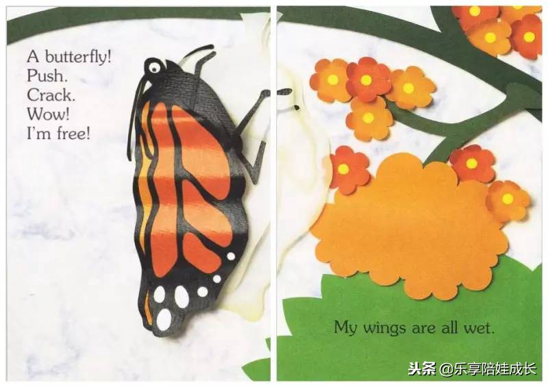 绘本磨耳朵：I'm a Caterpillar 中文《我是一条毛毛虫》！