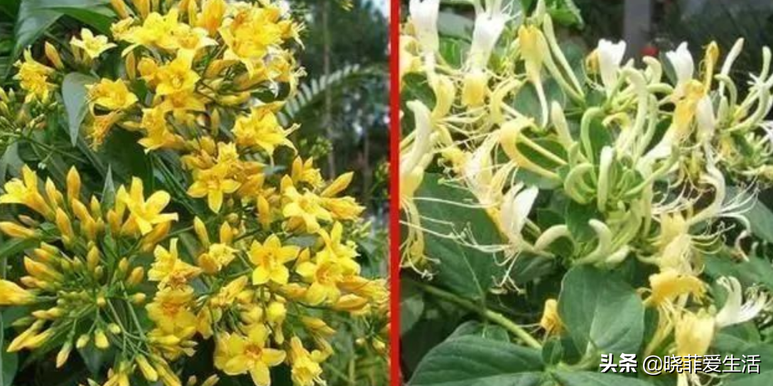 野外游玩，11种有毒植物，注意不要误食，安全第一