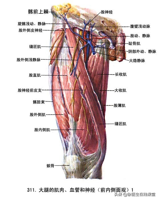 蹲久了站起来眼冒“小星星”，是贫血吗？