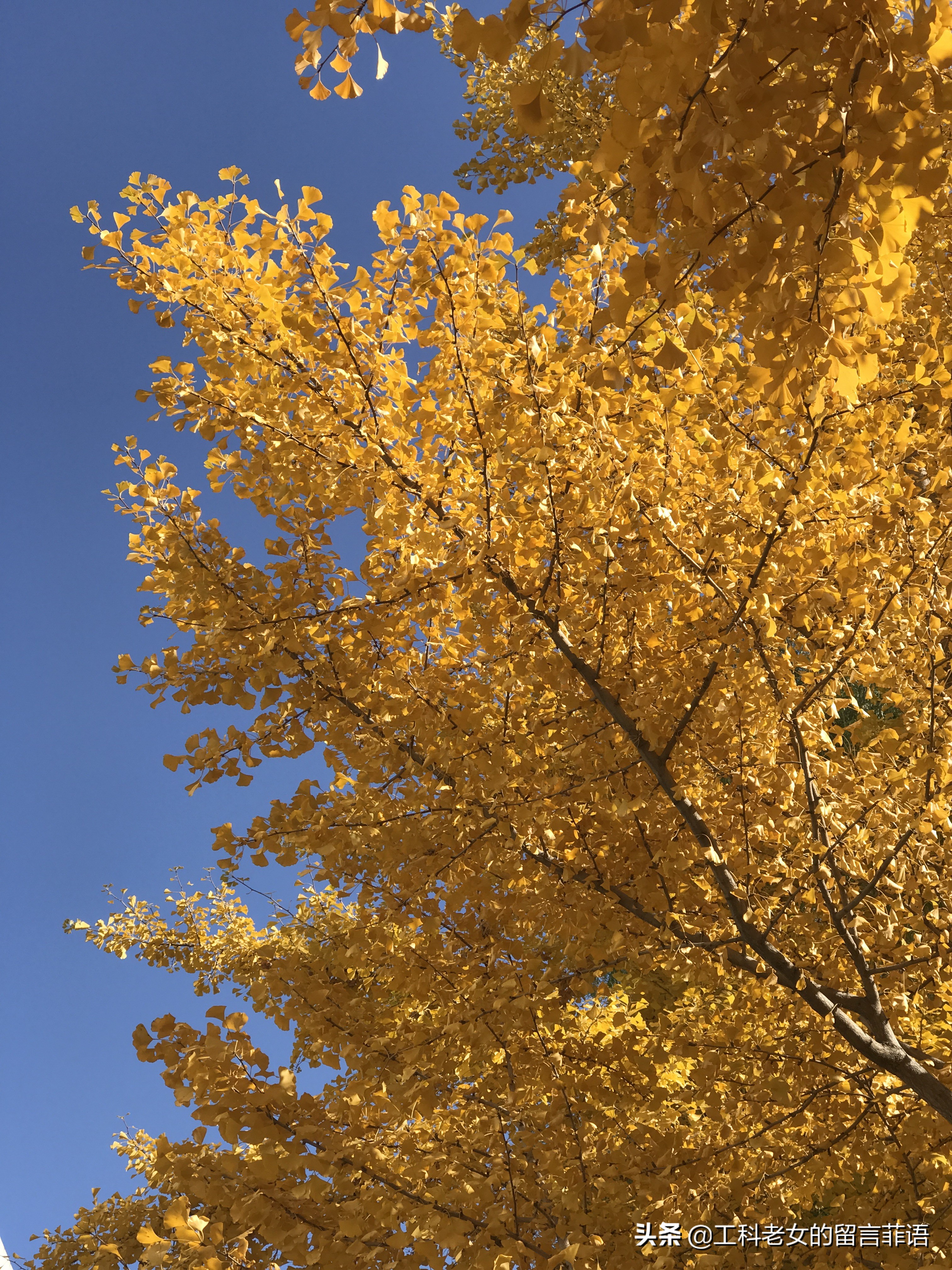 沈阳这所高校的银杏美得不像话,却不是辽宁大学