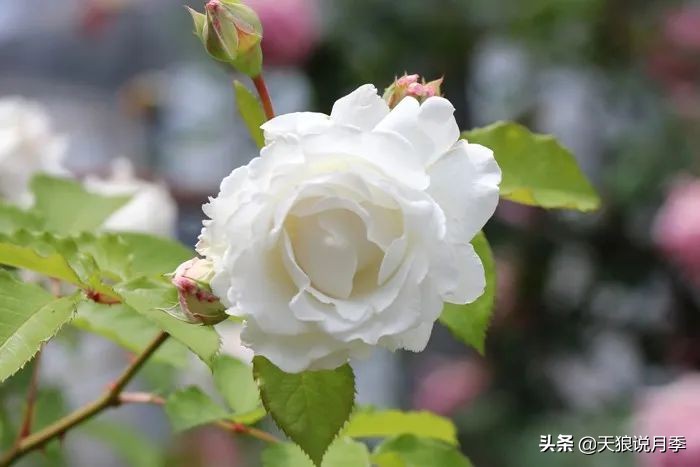 2020世界新品月季大赏，一起来看看都有哪些值得期待的新品种