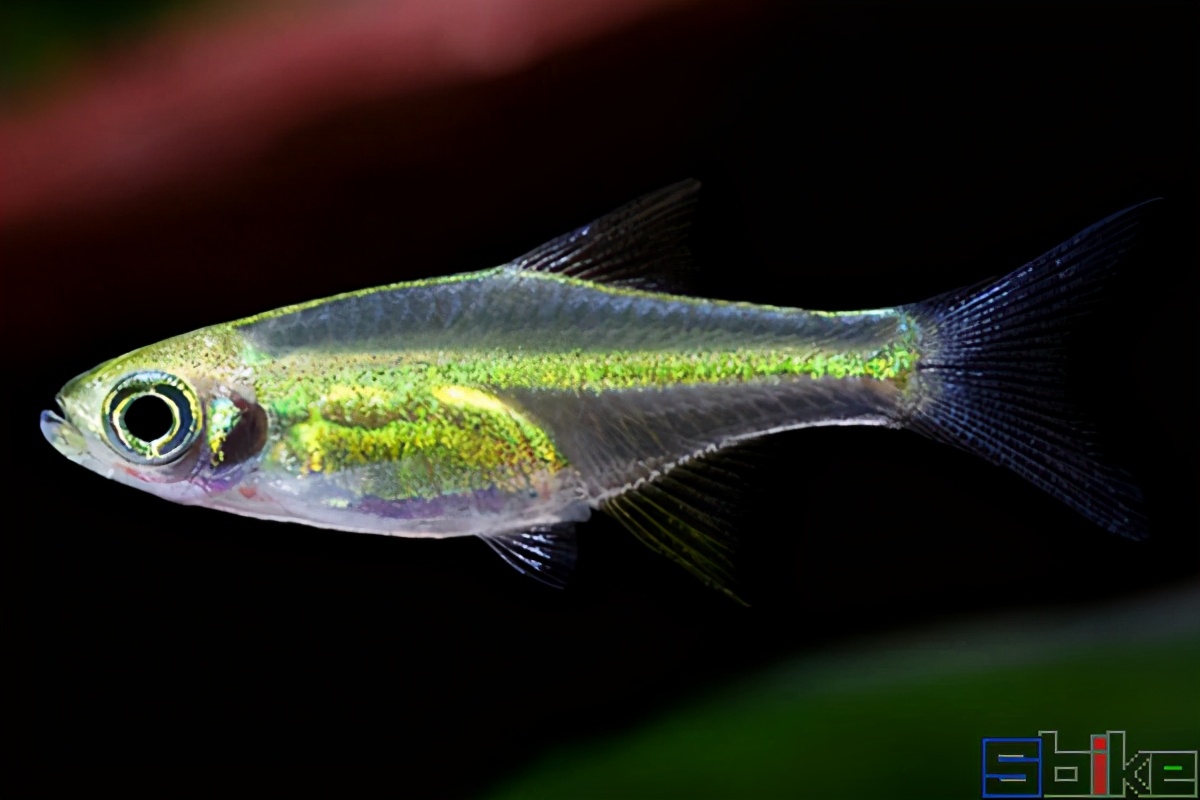 適合微缸飼養的十大美麗微型淡水觀賞魚)