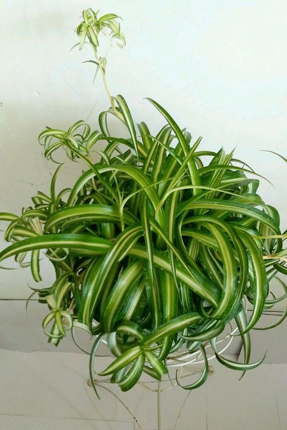 3金手指-佳迪双