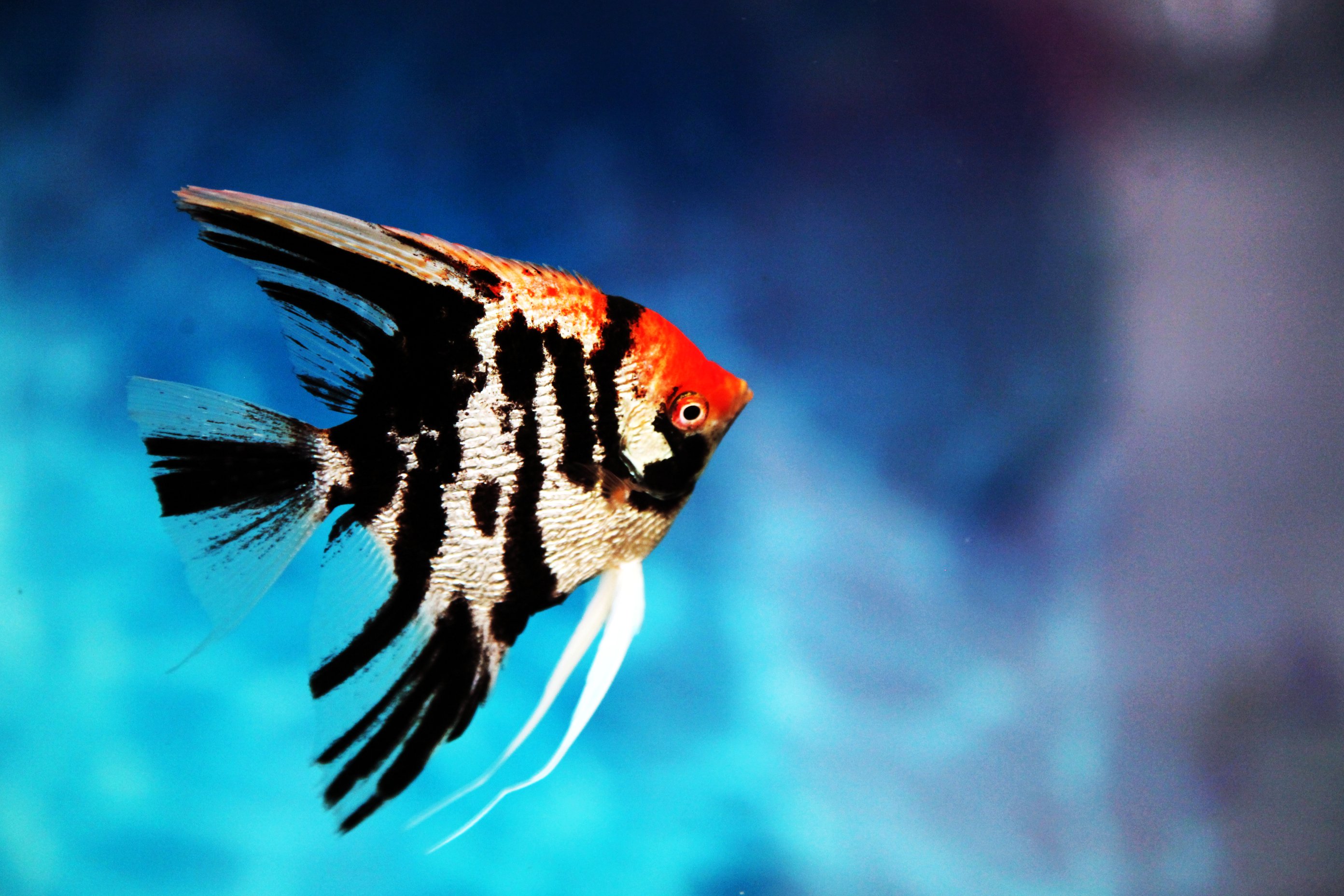 白玉凤凰鱼怎么养详细介绍「干货」 -骁龙网